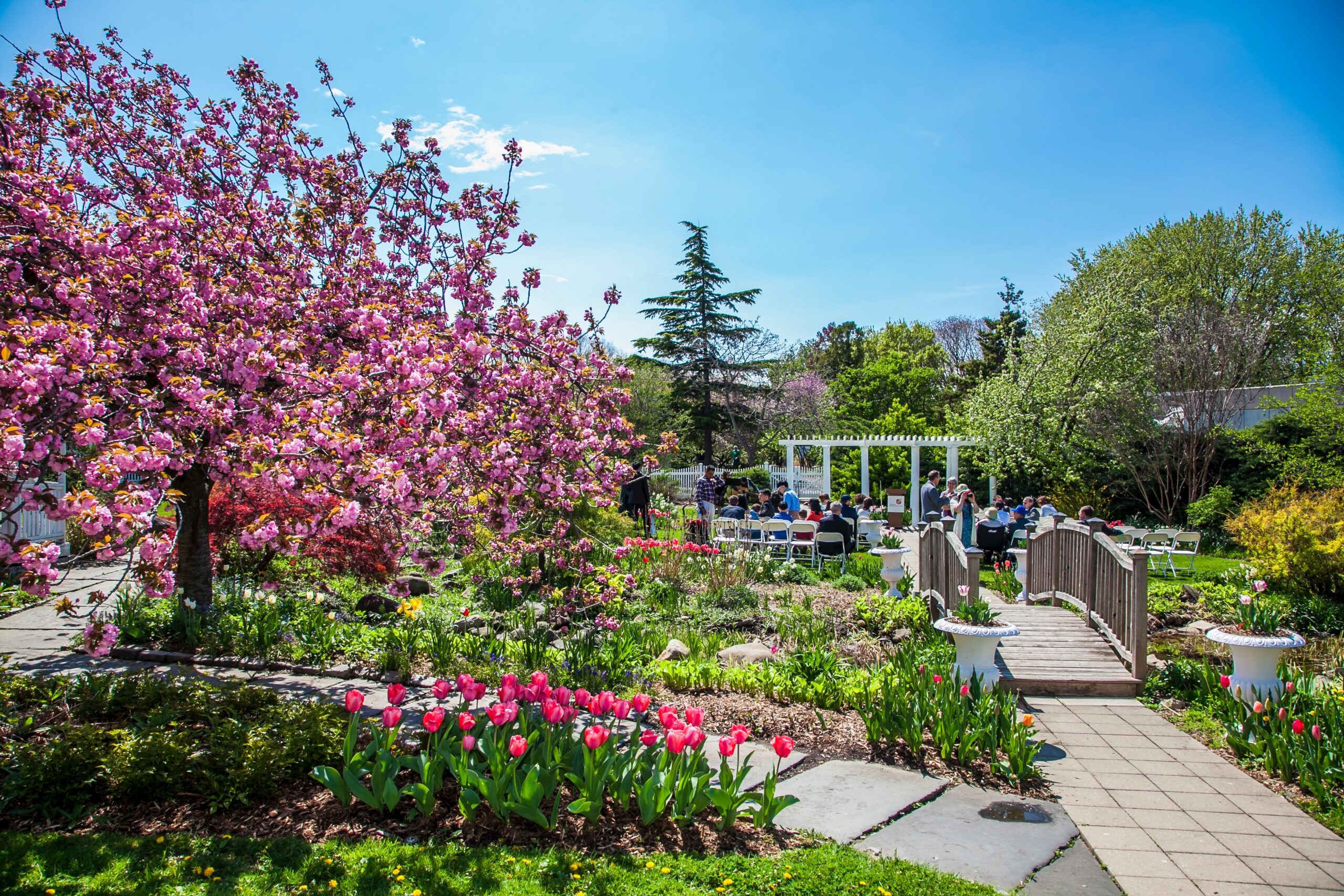 A garden with a bridge and a tree