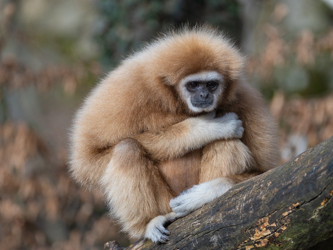 A monkey sitting on a tree branch