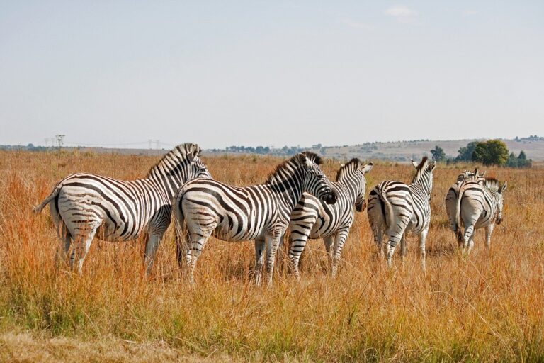 A group of zebras standing in a field