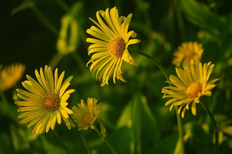 A group of yellow flowers