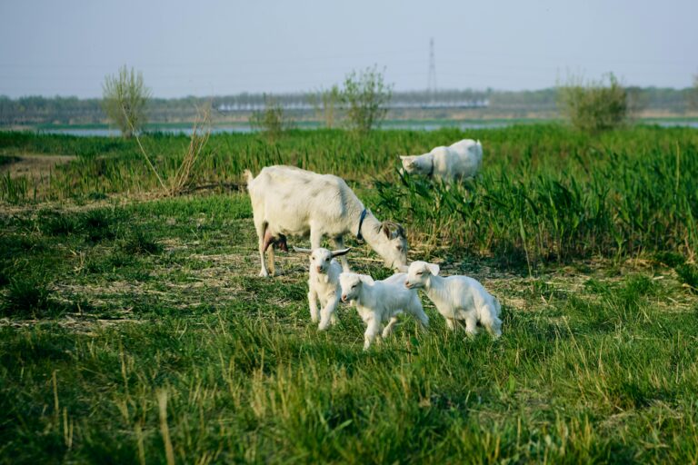 A group of goats in a field