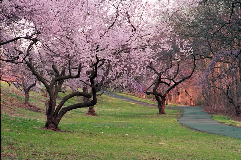 Branch brook park in essex county, nj